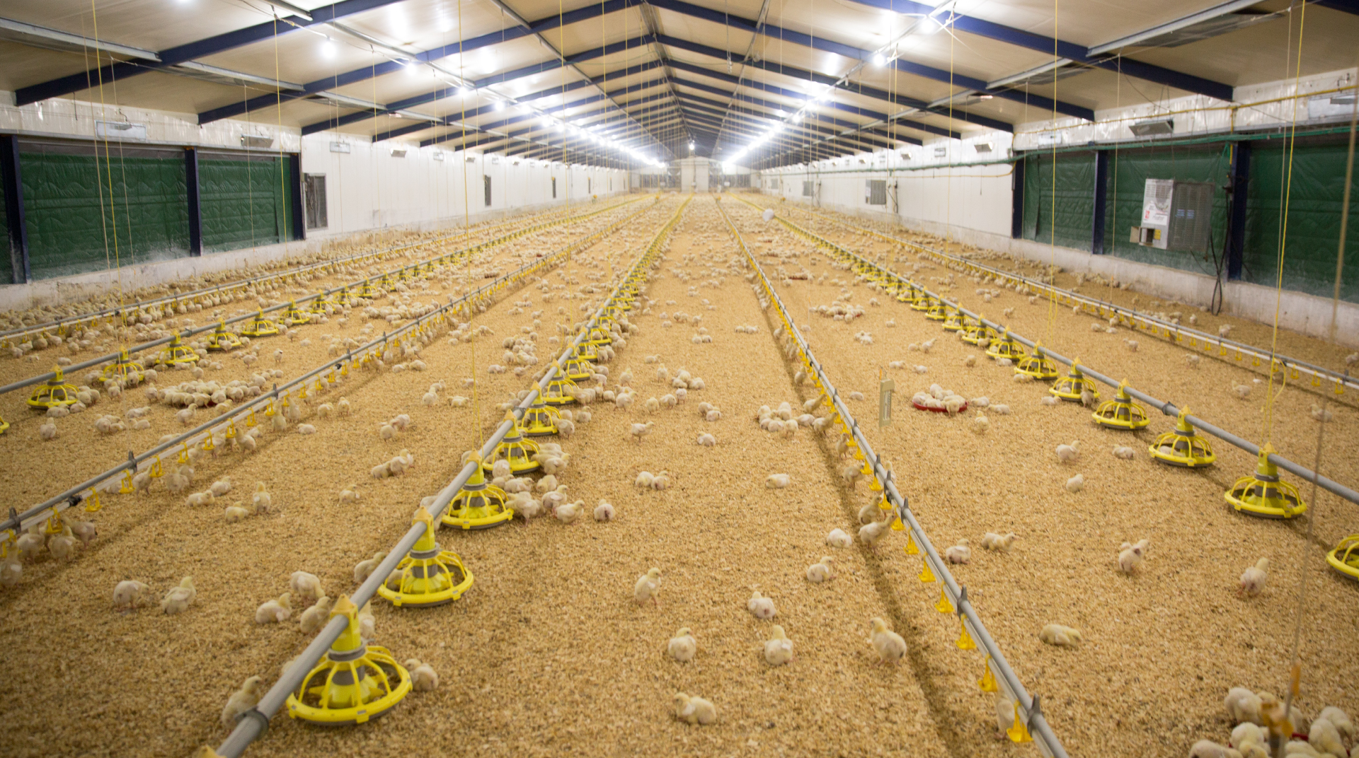 شركة فلسطين للاستثمار الصناعي 2