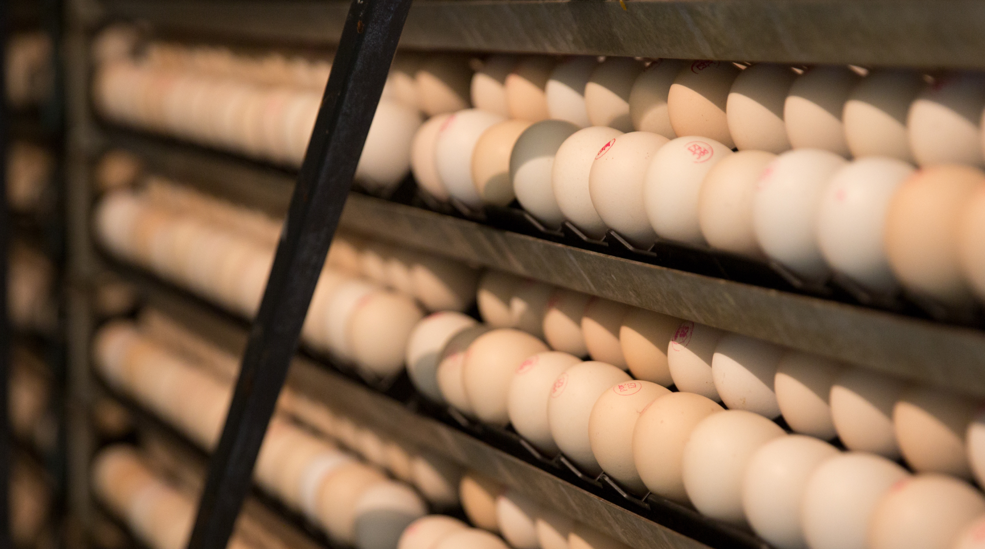 شركة دواجن فلسطين (عزيزا) 2