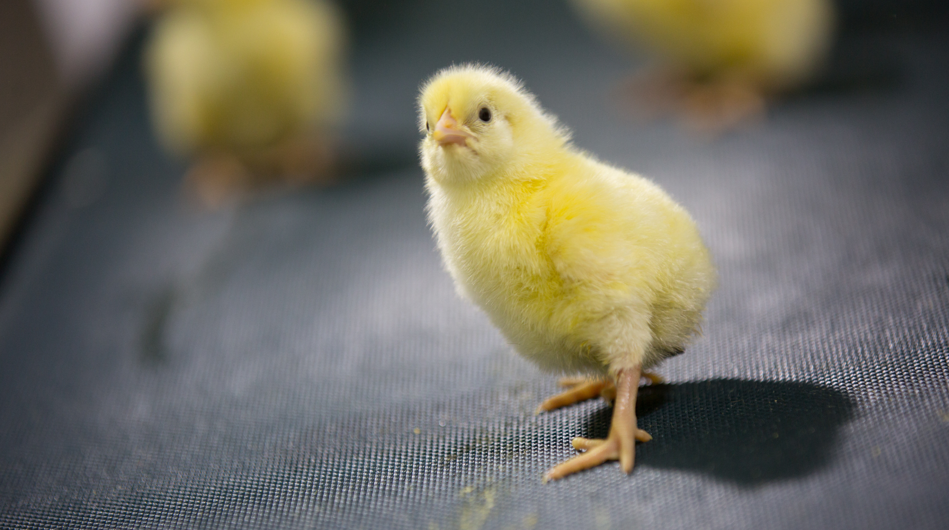 شركة دواجن فلسطين (عزيزا) 3