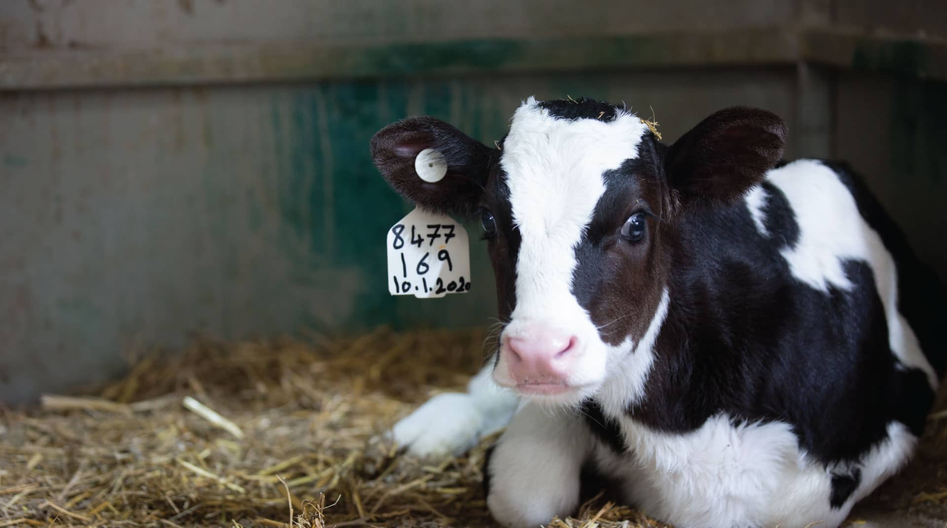 شركة البينار للتجارة العامة 1