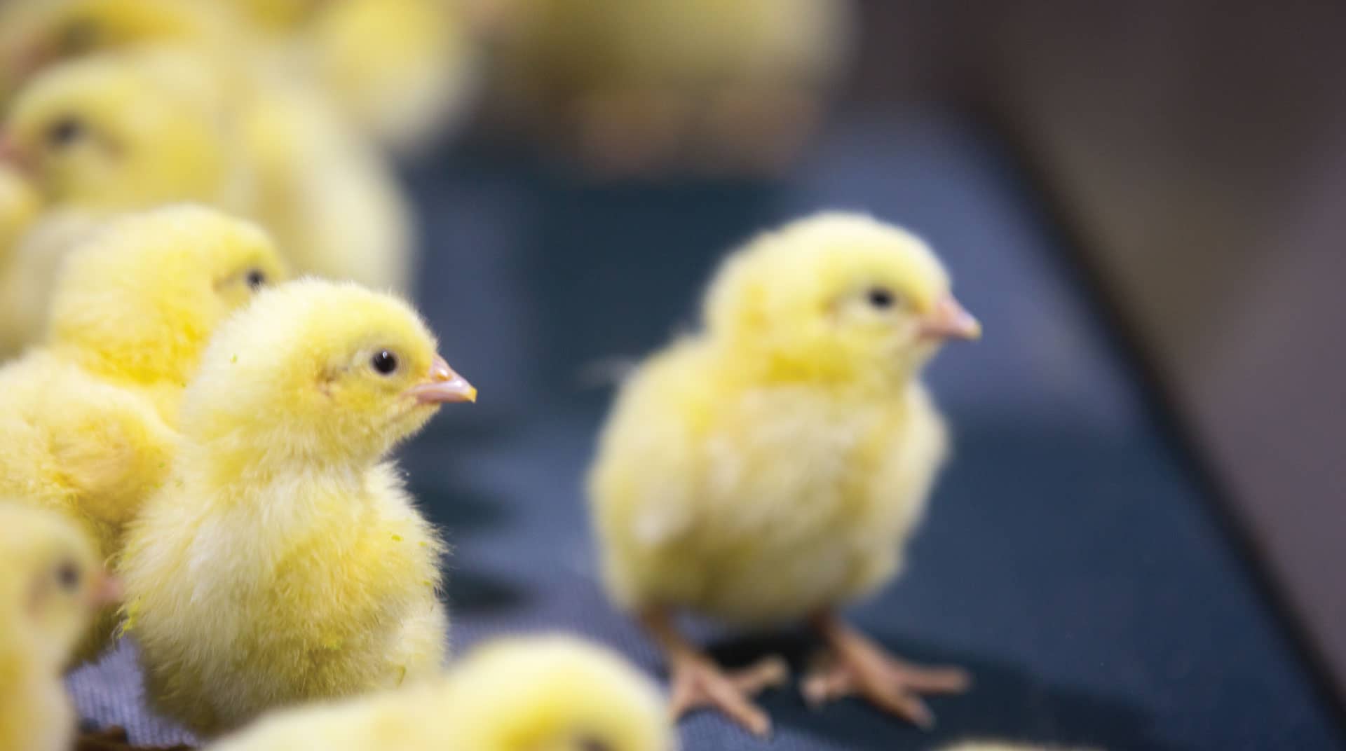 شركة دواجن فلسطين (عزيزا) 1